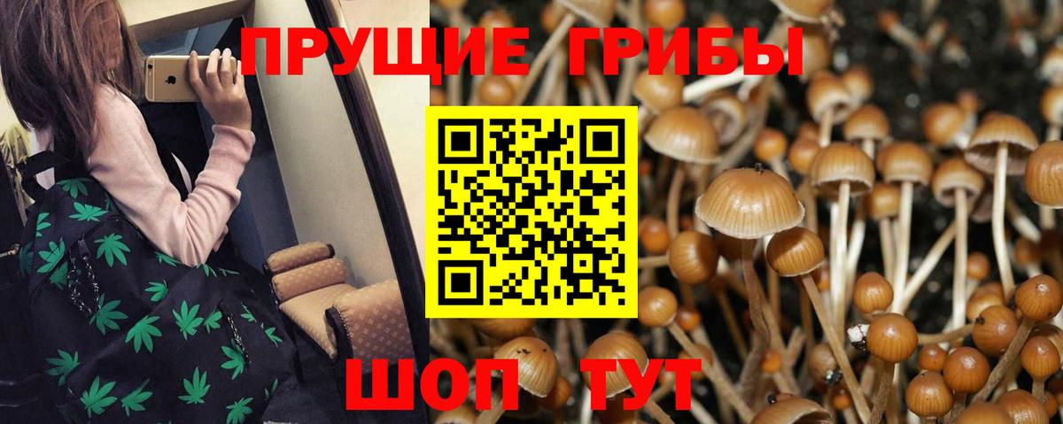 Галлюциногенные грибы Psilocybine cubensis Кинешма